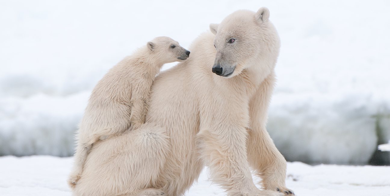 Мониторинг популяции белых медведей при помощи дронов