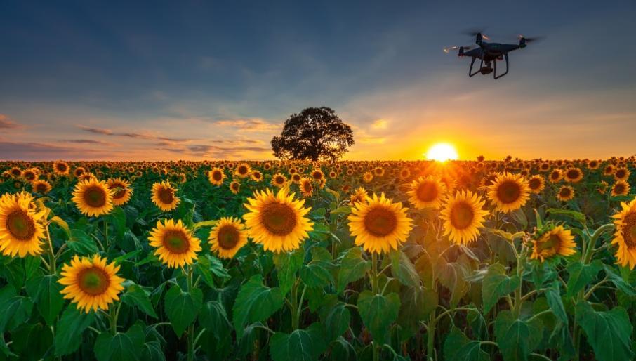Способны ли дроны повысить урожайность подсолнечника?